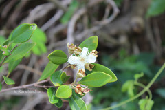 Eugenia calcadensis